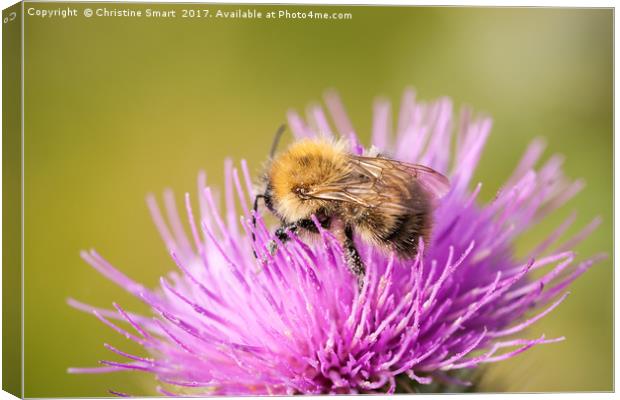 Bumble Bee on Purple Thistle Canvas Print by Christine Smart