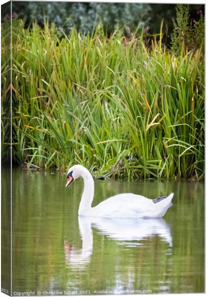 Swan on Lake - Reflection Pond Abergele North Wales Bird Wildlife  Canvas Print by Christine Smart