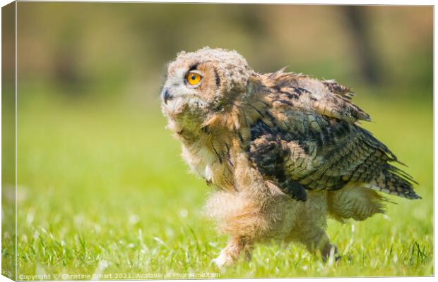 Young Owl / Bird of Prey / Bird Wildlife Baby Bird  Canvas Print by Christine Smart