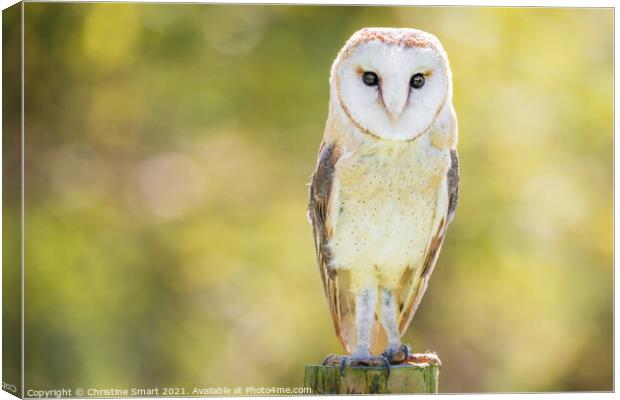 Barn Owl Portrait - Bird of Prey - Bird Wildlife Sun Sunshine  Canvas Print by Christine Smart