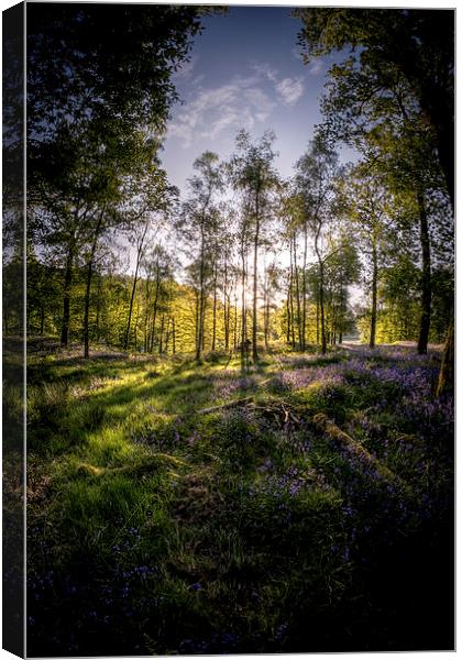 Enchanted Forest Canvas Print by Rich Berry