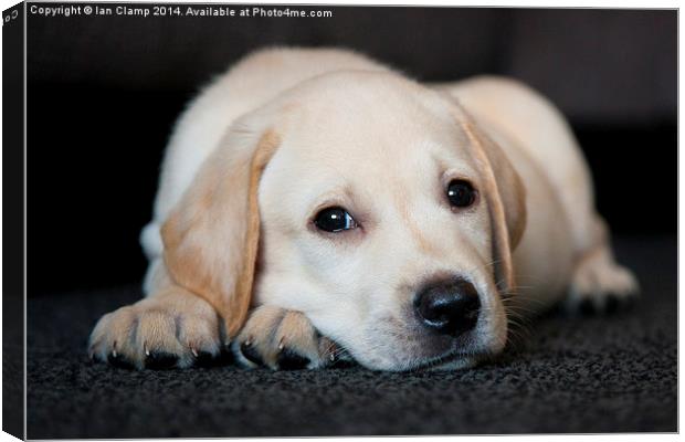 Puppy eyes Canvas Print by Ian Clamp