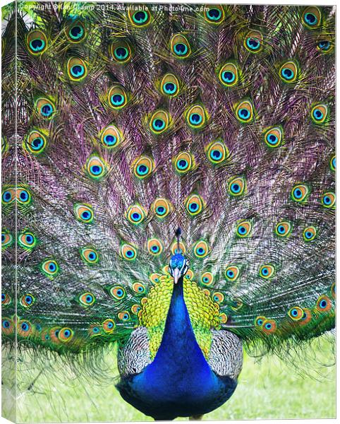  Proud peacock Canvas Print by Ian Clamp