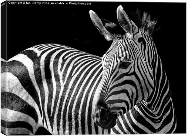 Stripes Canvas Print by Ian Clamp
