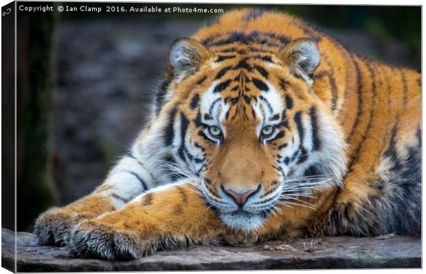 Amur Tiger Canvas Print by Ian Clamp