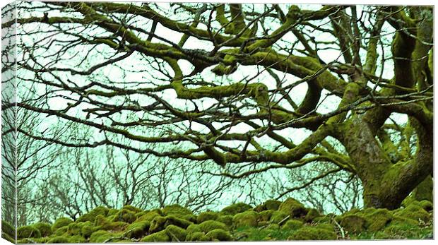 Reaching Tree Canvas Print by Colin Davies