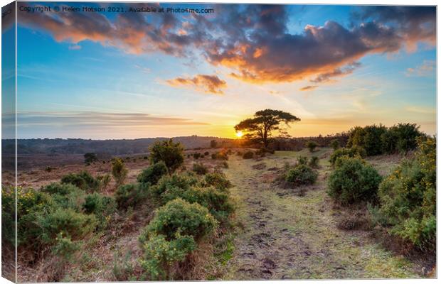 Stunning sunset over a Scots Pine tree at Bratley View Canvas Print by Helen Hotson