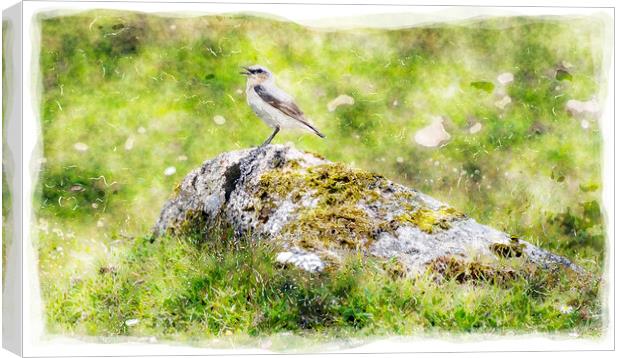 Wheatear Perched on rock Canvas Print by Helen Hotson