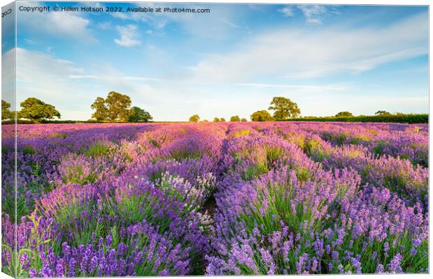 Lavender fields in full bloom Canvas Print by Helen Hotson