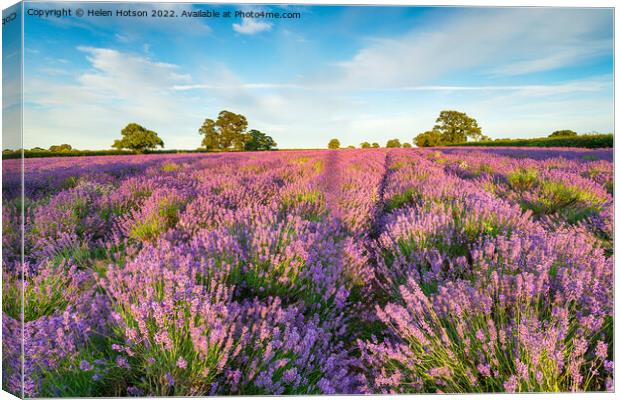 A Field of Lavender in Somerset Canvas Print by Helen Hotson
