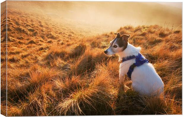 A Jack Russell Terrier dog Canvas Print by Helen Hotson