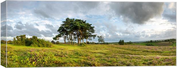 The New Forest Evening Canvas Print by Helen Hotson