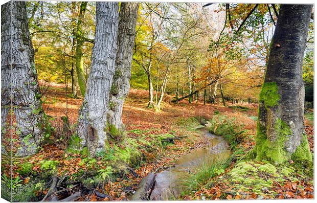 The New Forest Canvas Print by Helen Hotson
