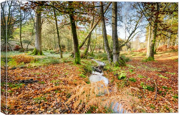 Bolderwood in the New Forest Canvas Print by Helen Hotson