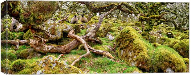 Ancient gnarled and stunted oak tree trunks growin Canvas Print by Helen Hotson
