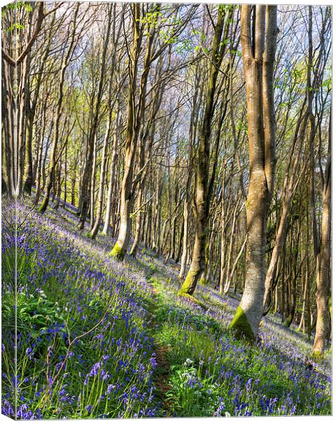 Bluebell Woods Canvas Print by Helen Hotson