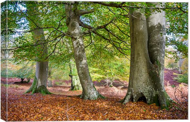 Autumn in the New Forest Canvas Print by Helen Hotson
