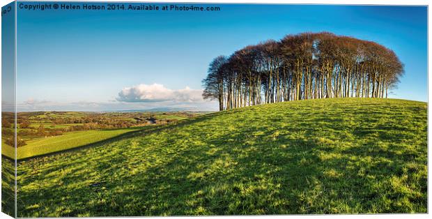 Stand of Beech Trees Canvas Print by Helen Hotson