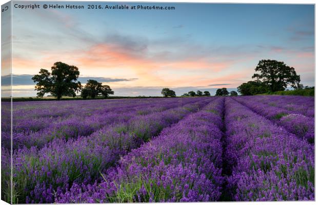Lavender Rows Canvas Print by Helen Hotson