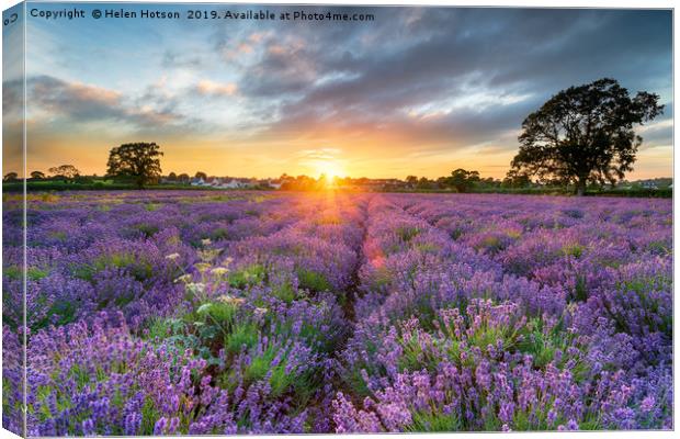 Sunset over beautiful fields of lavender  Canvas Print by Helen Hotson