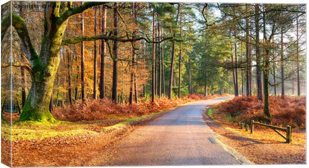 Bolderwood Arboretum Ornamental Drive near Lyndhur Canvas Print by Helen Hotson