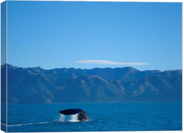 Whale watching in New Zealand Canvas Print by Liz Marshall