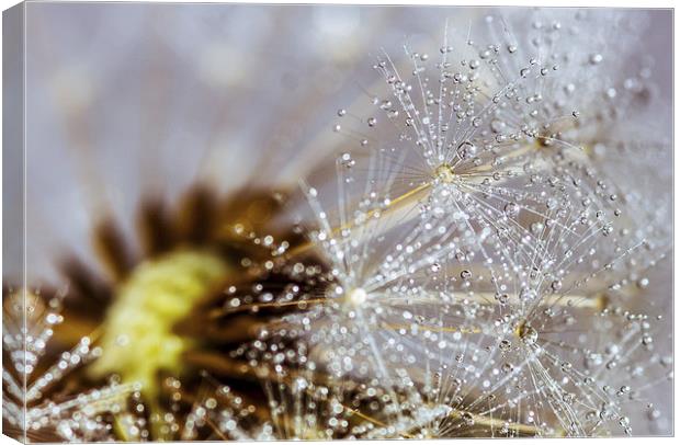 Dandelion with water droplets Canvas Print by Olavs Silis