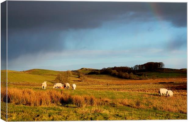 Northumberland Sheep Canvas Print by Emma Manners