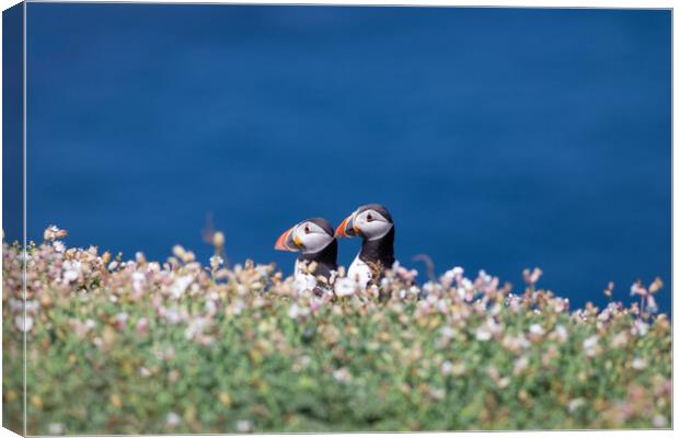 Puffin Couple Canvas Print by Bahadir Yeniceri