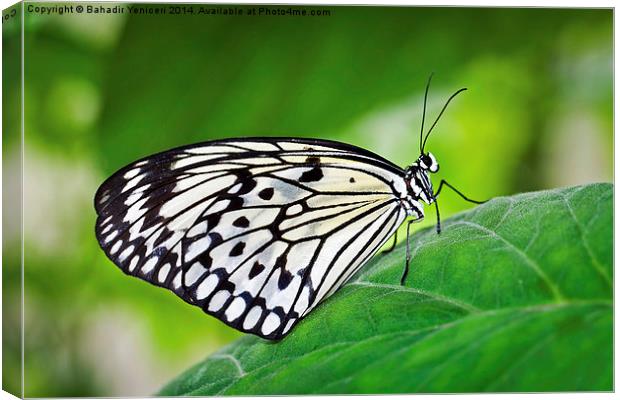 White Tree Nymph Canvas Print by Bahadir Yeniceri