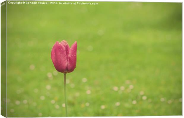 Purple Tulip Canvas Print by Bahadir Yeniceri