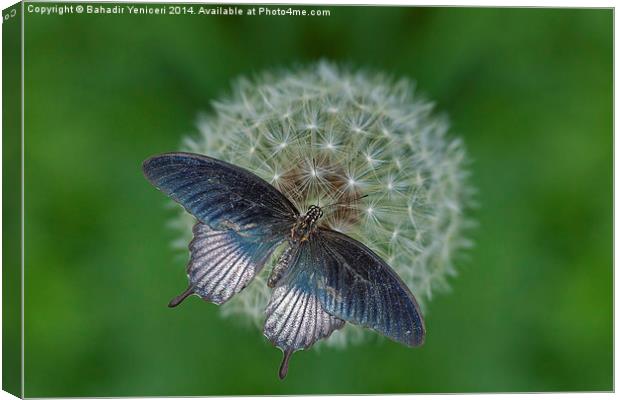  Blue Butterfly Canvas Print by Bahadir Yeniceri