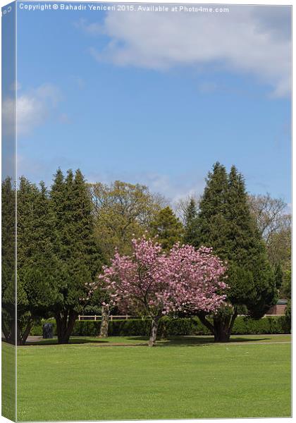 Accolade Cherry Tree Canvas Print by Bahadir Yeniceri