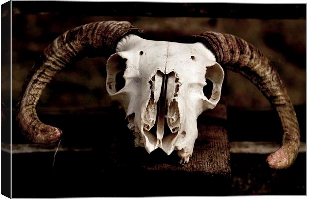 Sheep Skull Canvas Print by Kelvin Brownsword