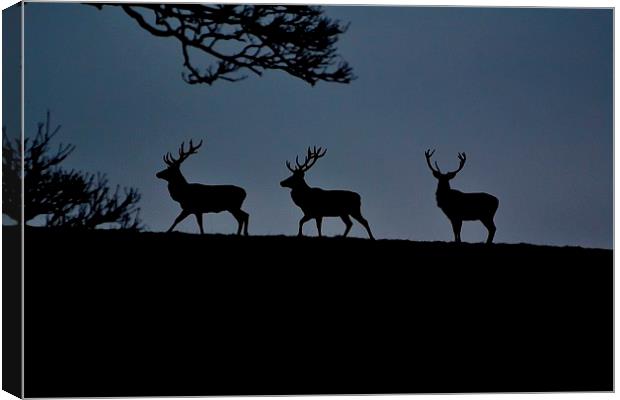 3 Stags Canvas Print by Kelvin Brownsword