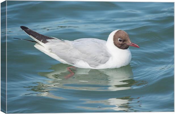 Black headed gull Canvas Print by Colin Porteous