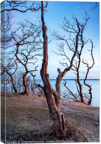 Hittarp Dead Tree at Coastline Canvas Print by Antony McAulay