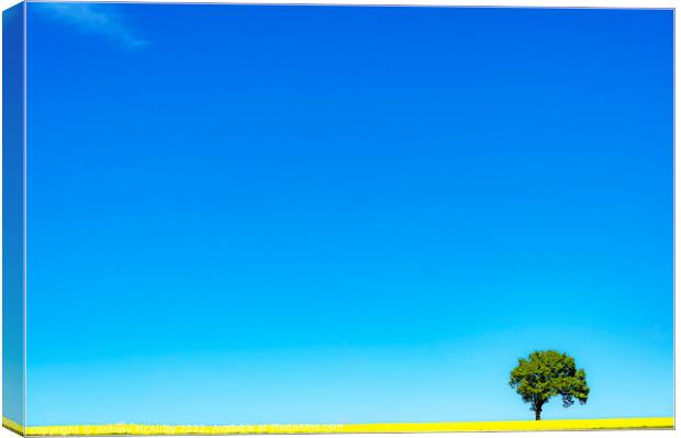 Rapeseed Field and lonely tree Canvas Print by Antony McAulay
