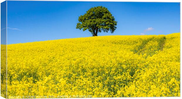 Rapeseed Field and lonely tree Panorama Canvas Print by Antony McAulay