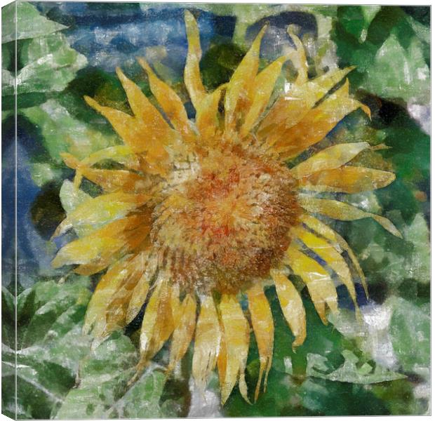 Sunflower Painting Canvas Print by Antony McAulay