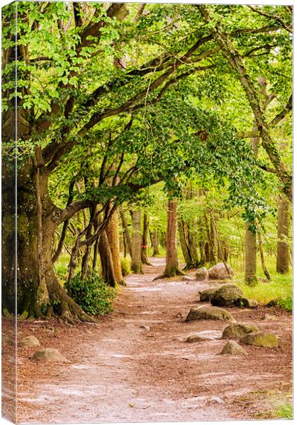 Stenshuvud Forest View Canvas Print by Antony McAulay