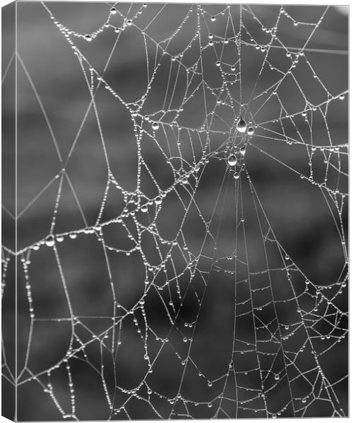 Foggy Morning Dew Spider Web Canvas Print by Antony McAulay