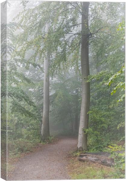 Foggy Morning Woodlands Path Canvas Print by Antony McAulay