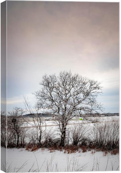 Lonely Winter Tree Canvas Print by Antony McAulay