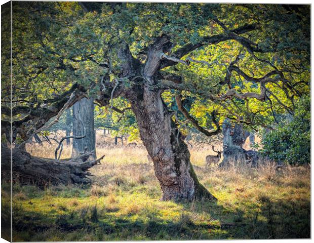 Dyrehaven Deer Park Hiding In The Trees Canvas Print by Antony McAulay