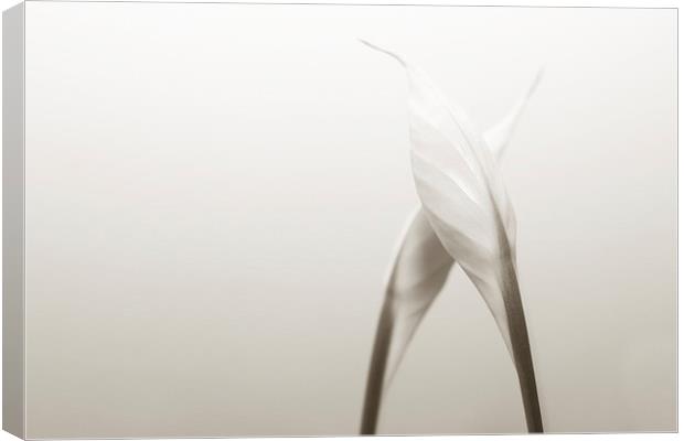 White lily Canvas Print by Mariana Creanga