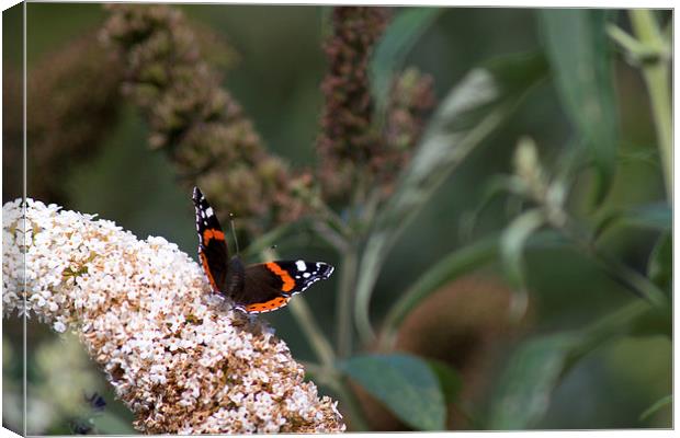 Springburn Red Admiral Canvas Print by Andrew Mckinlay