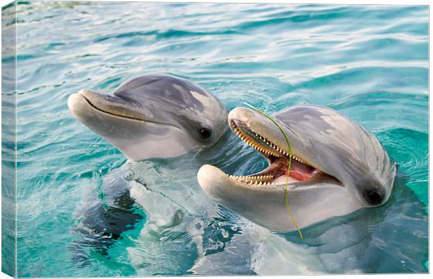 Two Happy Bottle Nosed Dolphins Canvas Print by Kylie Ellway
