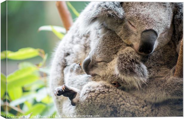 Koala mother and baby joey asleep cuddling Canvas Print by Kylie Ellway