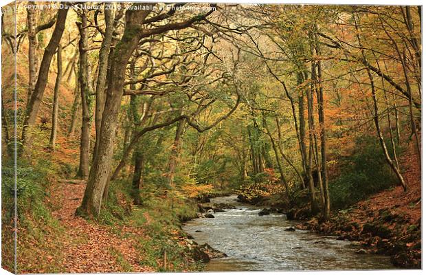  Autumn Trees at Watersmeet Canvas Print by David Morton